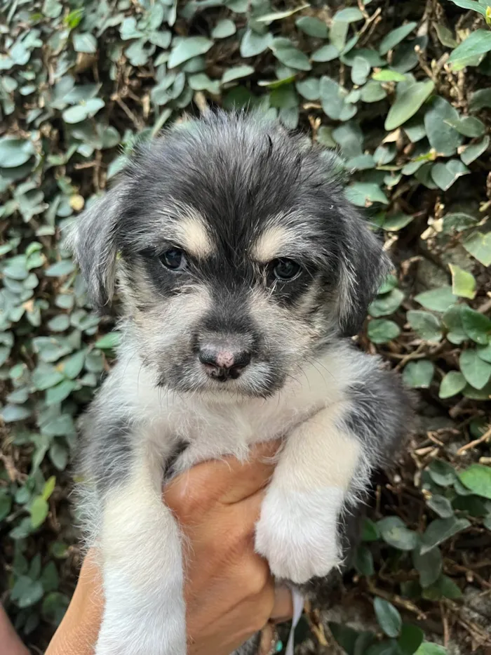 Cachorro ra a SRD-ViraLata idade Abaixo de 2 meses nome Vento
