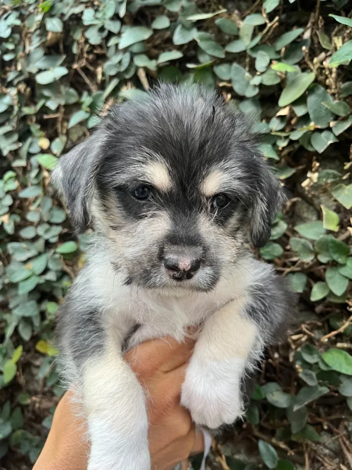 Cachorro ra a SRD-ViraLata idade Abaixo de 2 meses nome Vento
