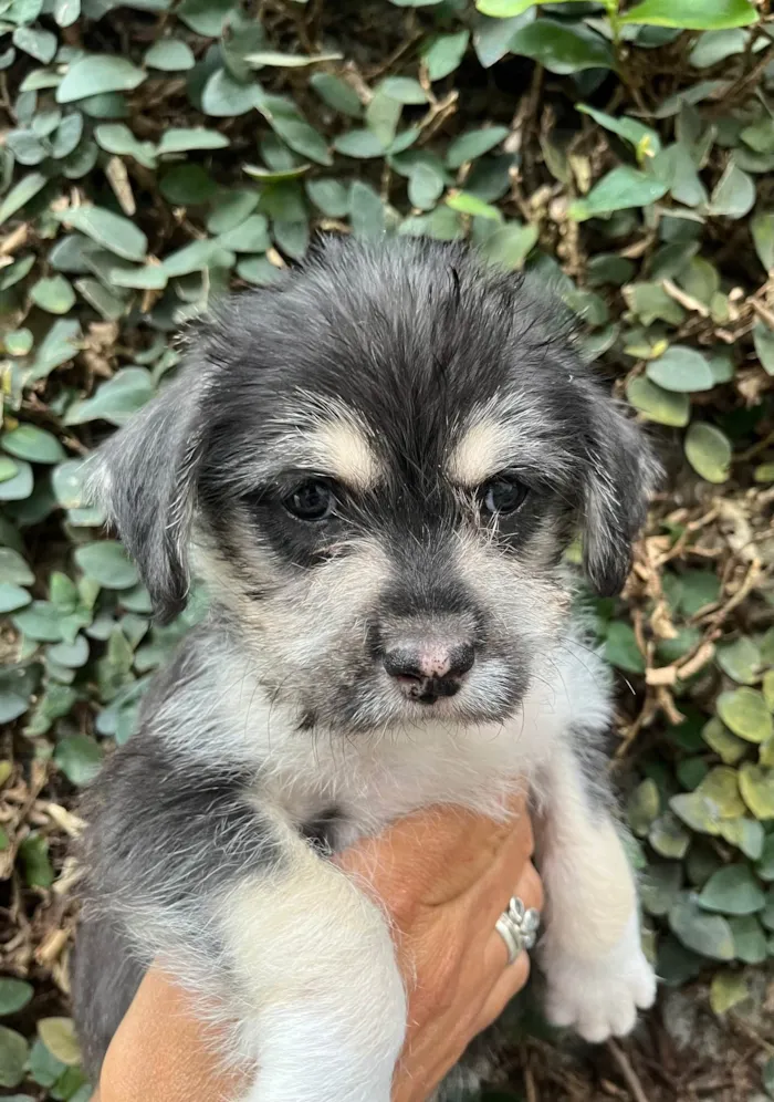 Cachorro ra a SRD-ViraLata idade Abaixo de 2 meses nome Vento
