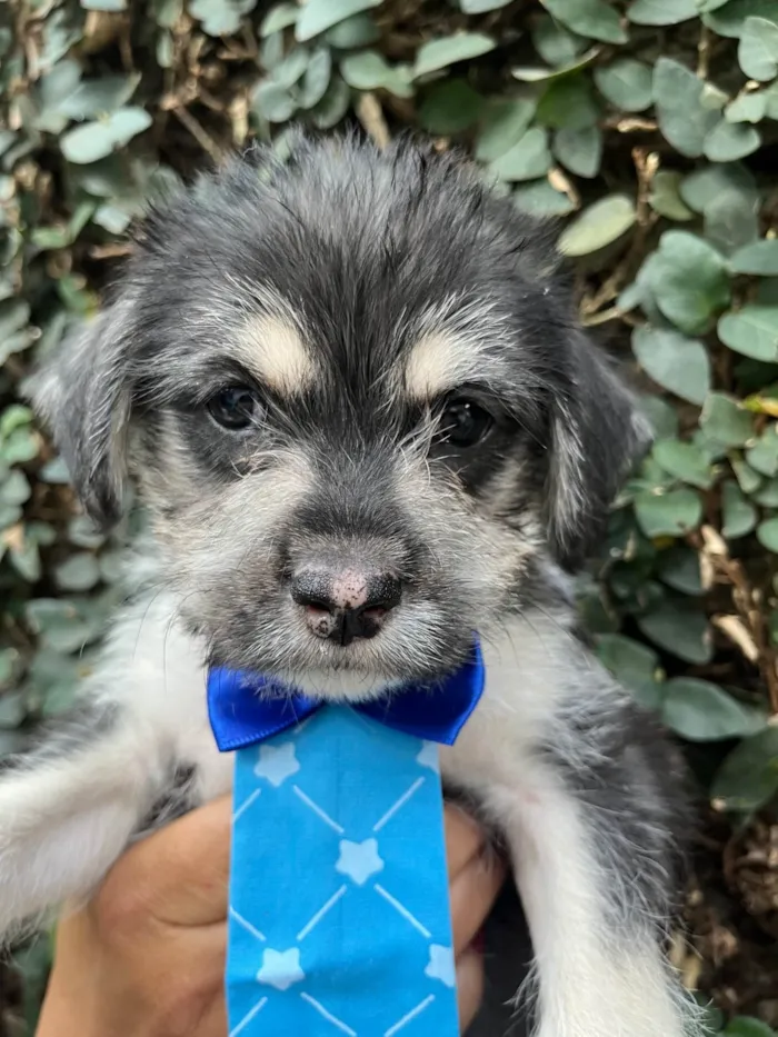 Cachorro ra a SRD-ViraLata idade Abaixo de 2 meses nome Vento