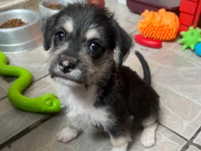 Cachorro raça SRD-ViraLata idade Abaixo de 2 meses nome Vento