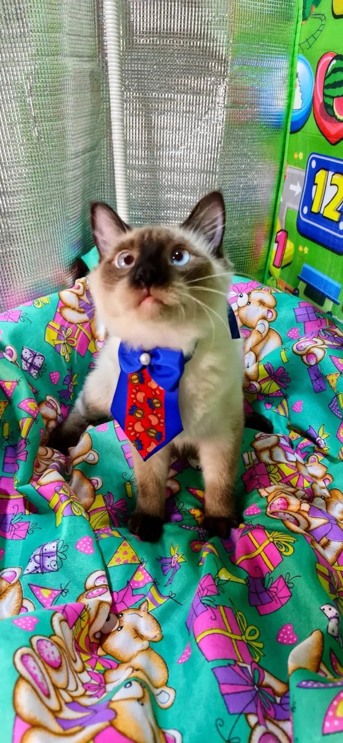 Gato ra a SRD-ViraLata idade 7 a 11 meses nome Nando