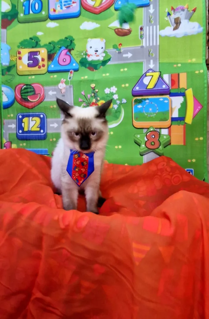 Gato ra a SRD-ViraLata idade 7 a 11 meses nome Nando