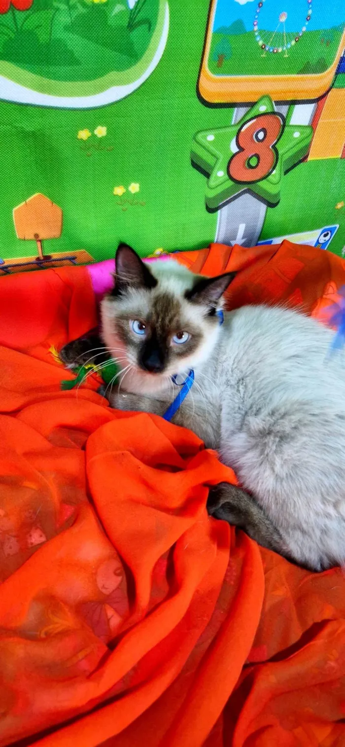Gato ra a SRD-ViraLata idade 7 a 11 meses nome Nando
