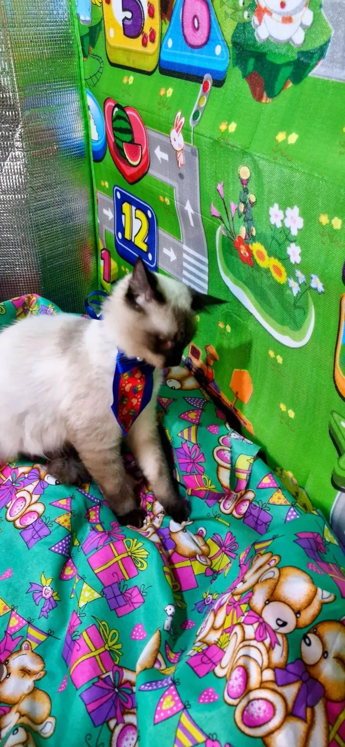 Gato ra a SRD-ViraLata idade 7 a 11 meses nome Nando