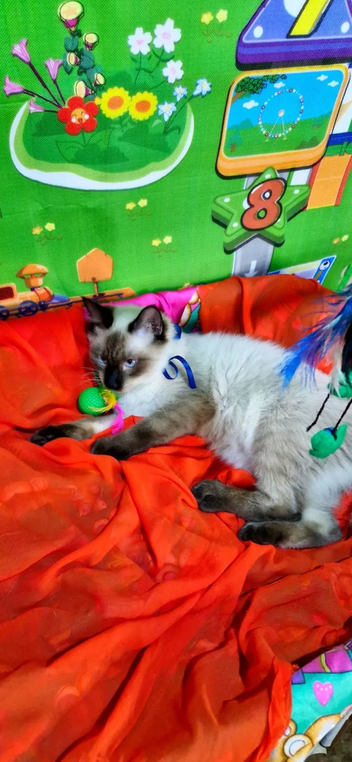 Gato ra a SRD-ViraLata idade 7 a 11 meses nome Nando