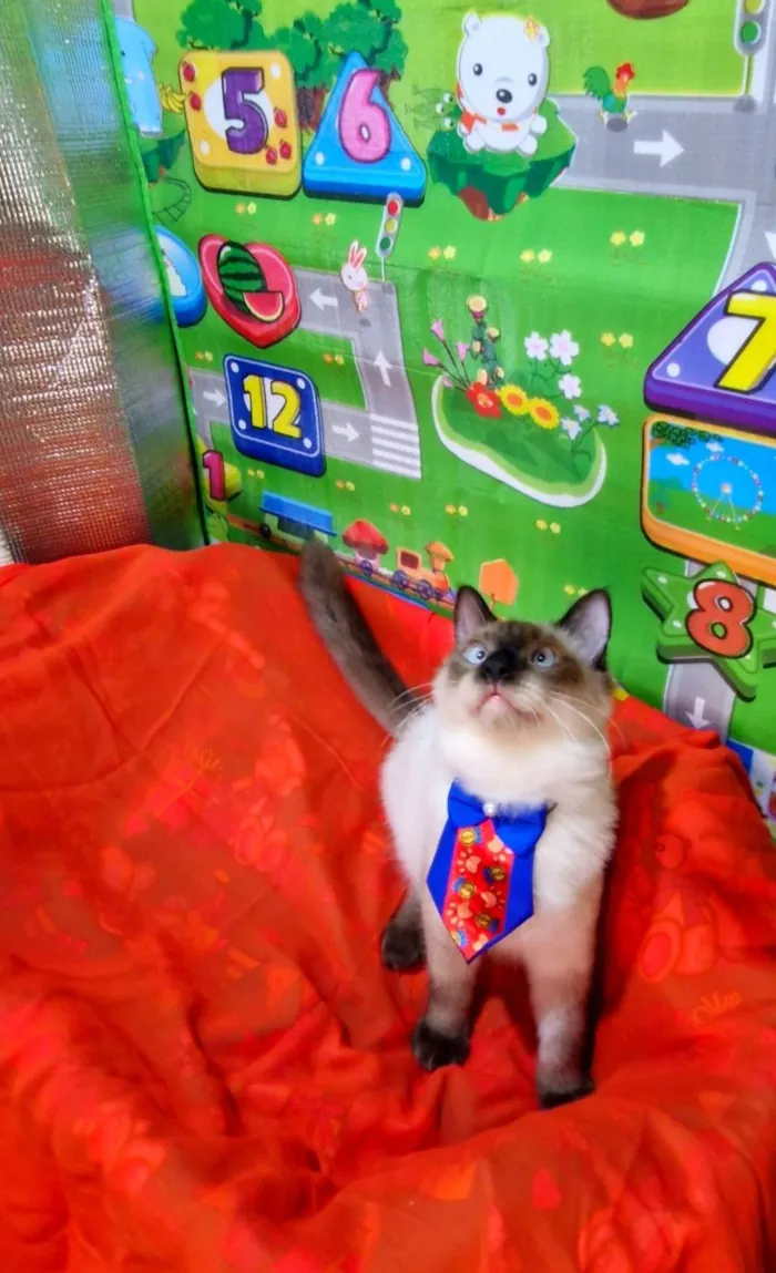 Gato ra a SRD-ViraLata idade 7 a 11 meses nome Nando