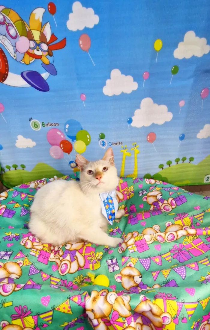 Gato ra a SRD-ViraLata idade 7 a 11 meses nome Nuvem