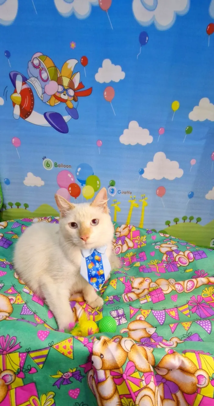 Gato ra a SRD-ViraLata idade 7 a 11 meses nome Nuvem