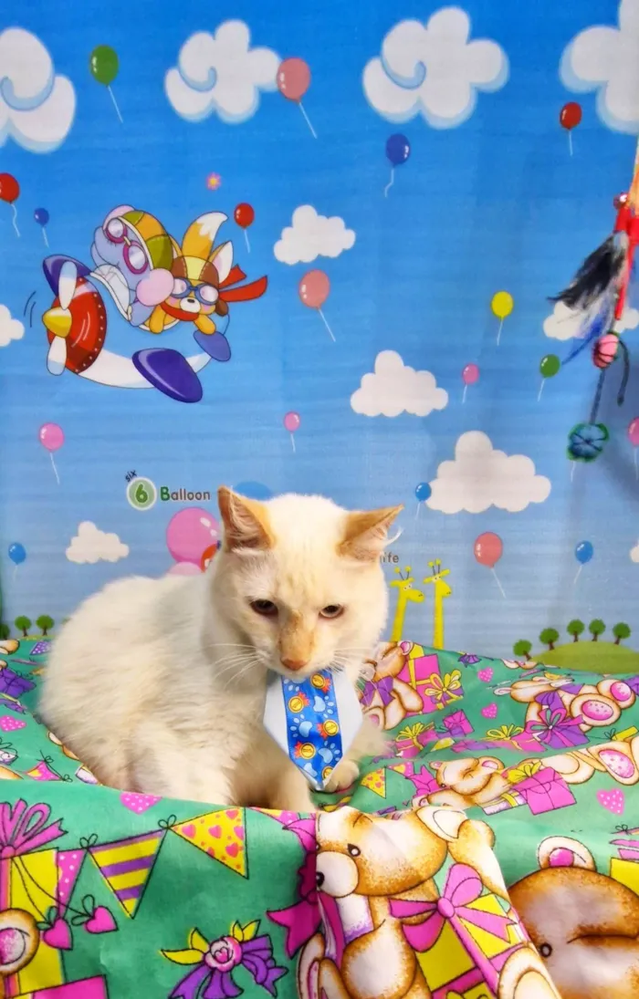 Gato ra a SRD-ViraLata idade 7 a 11 meses nome Nuvem