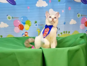Gato raça SRD-ViraLata idade 2 a 6 meses nome Dimy