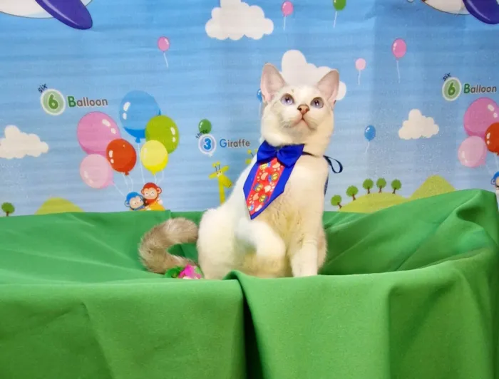Gato ra a SRD-ViraLata idade 2 a 6 meses nome Dimy