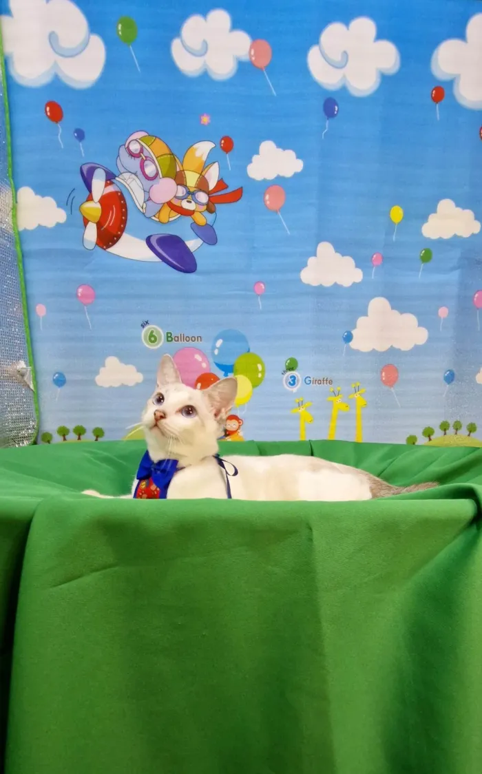 Gato ra a SRD-ViraLata idade 2 a 6 meses nome Dimy