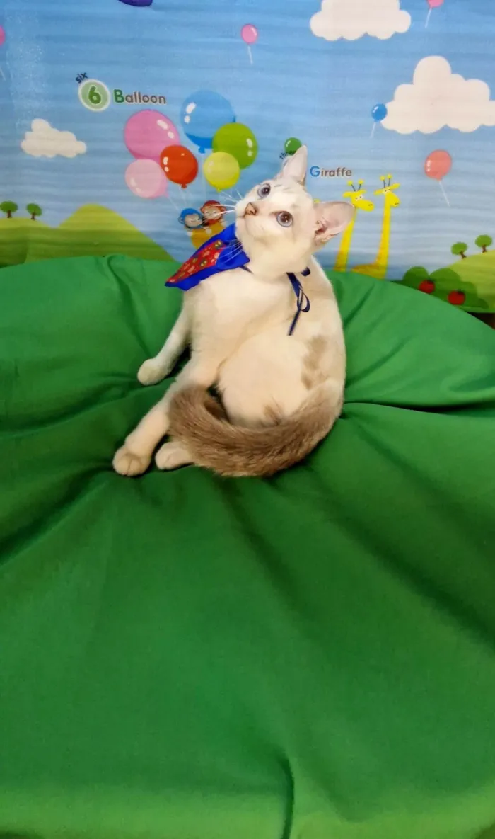 Gato ra a SRD-ViraLata idade 2 a 6 meses nome Dimy