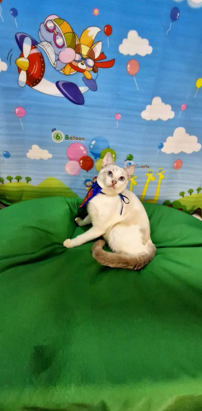 Gato ra a SRD-ViraLata idade 2 a 6 meses nome Dimy