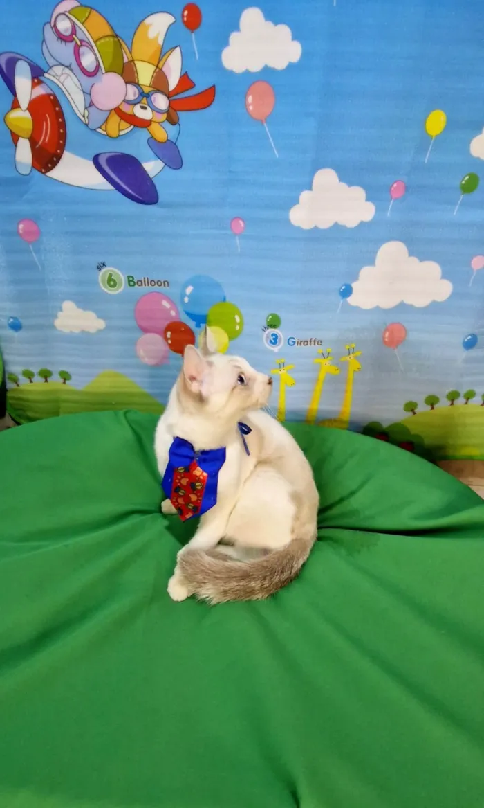 Gato ra a SRD-ViraLata idade 2 a 6 meses nome Dimy