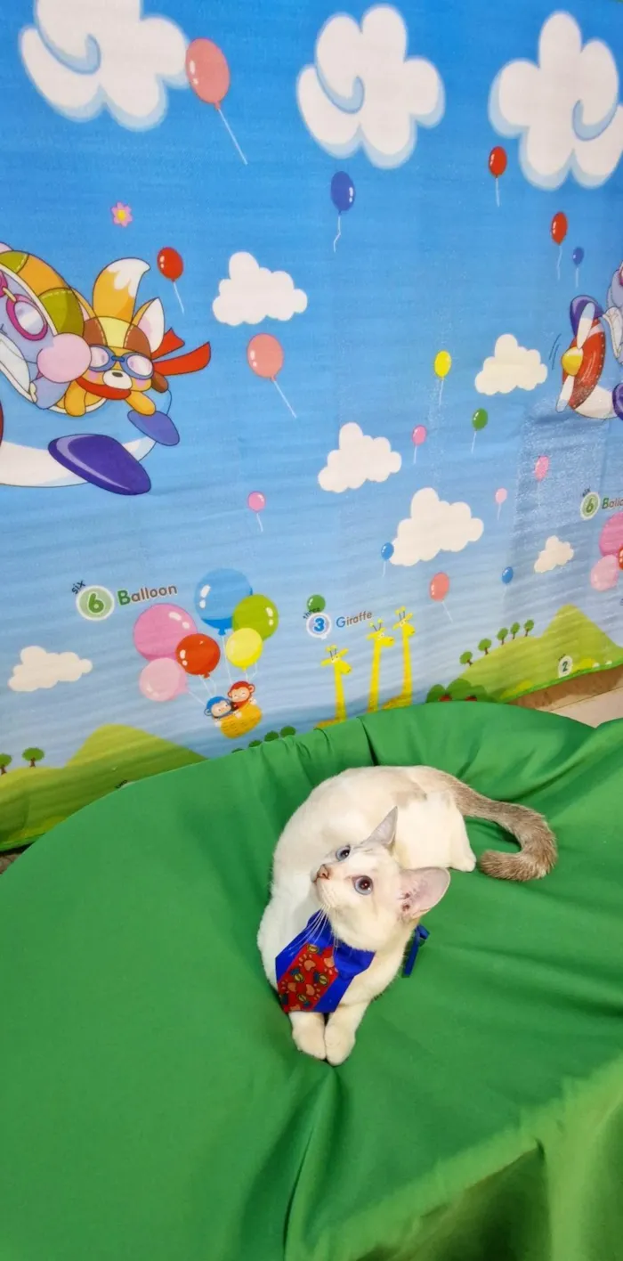 Gato ra a SRD-ViraLata idade 2 a 6 meses nome Dimy