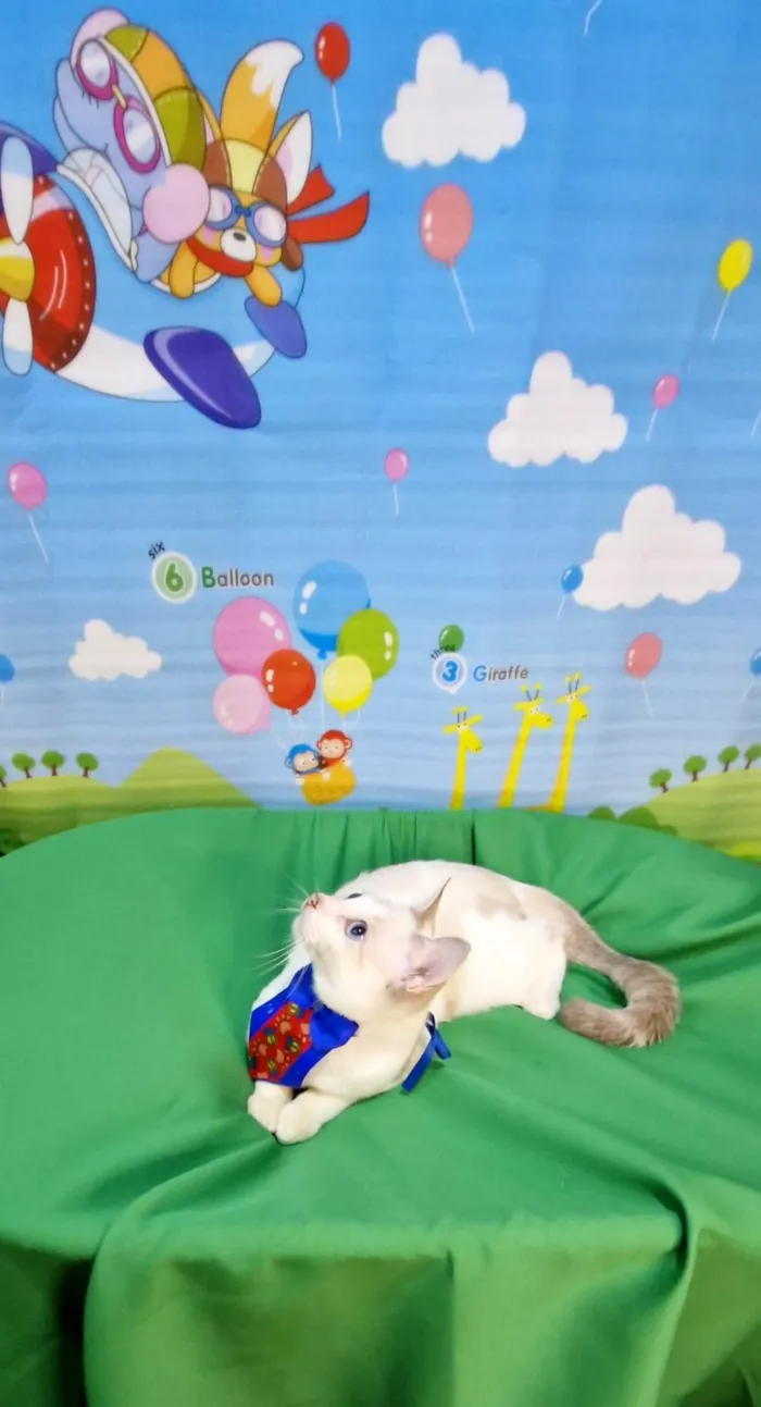 Gato ra a SRD-ViraLata idade 2 a 6 meses nome Dimy