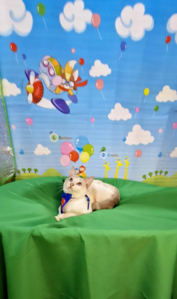 Gato ra a SRD-ViraLata idade 2 a 6 meses nome Dimy