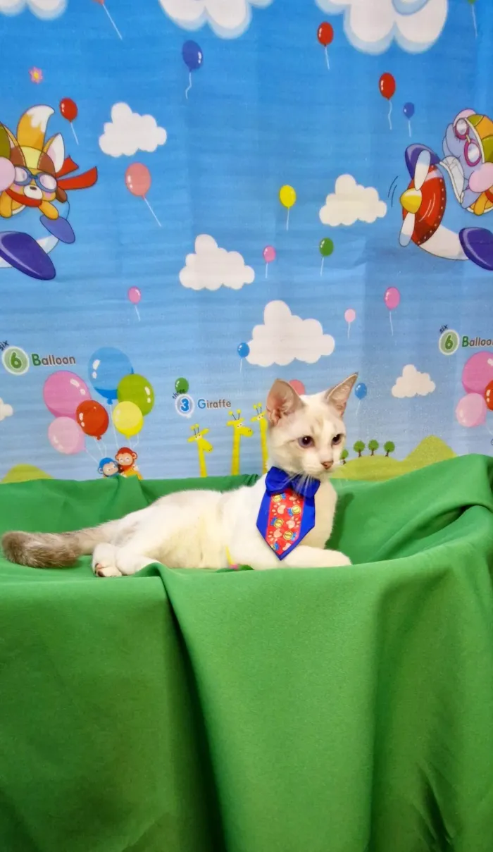 Gato ra a SRD-ViraLata idade 2 a 6 meses nome Dimy