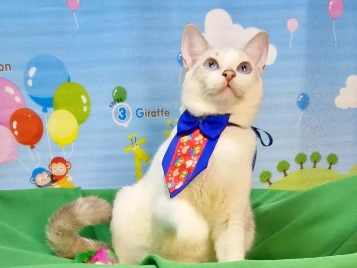 Gato ra a SRD-ViraLata idade 2 a 6 meses nome Dimy
