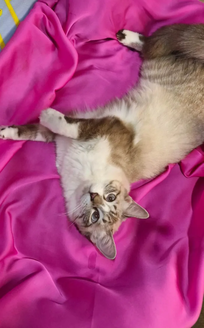 Gato ra a SRD-ViraLata idade 7 a 11 meses nome Sara