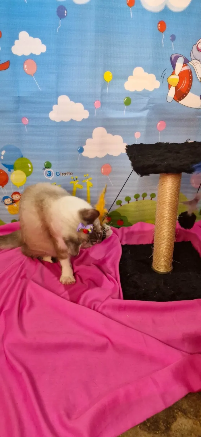 Gato ra a SRD-ViraLata idade 7 a 11 meses nome Sara