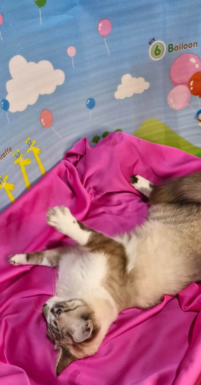 Gato ra a SRD-ViraLata idade 7 a 11 meses nome Sara