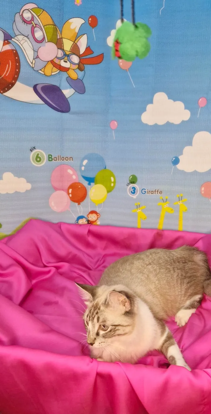 Gato ra a SRD-ViraLata idade 7 a 11 meses nome Sara