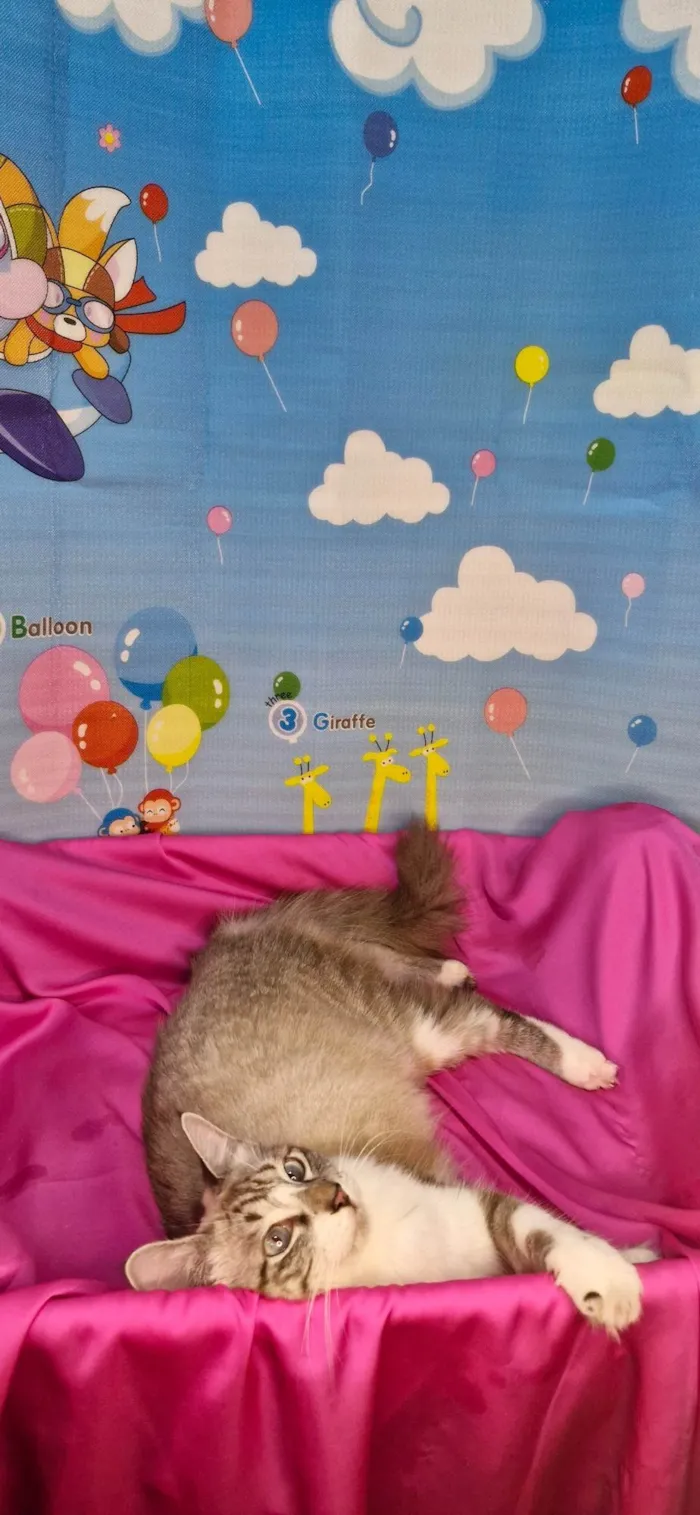 Gato ra a SRD-ViraLata idade 7 a 11 meses nome Sara