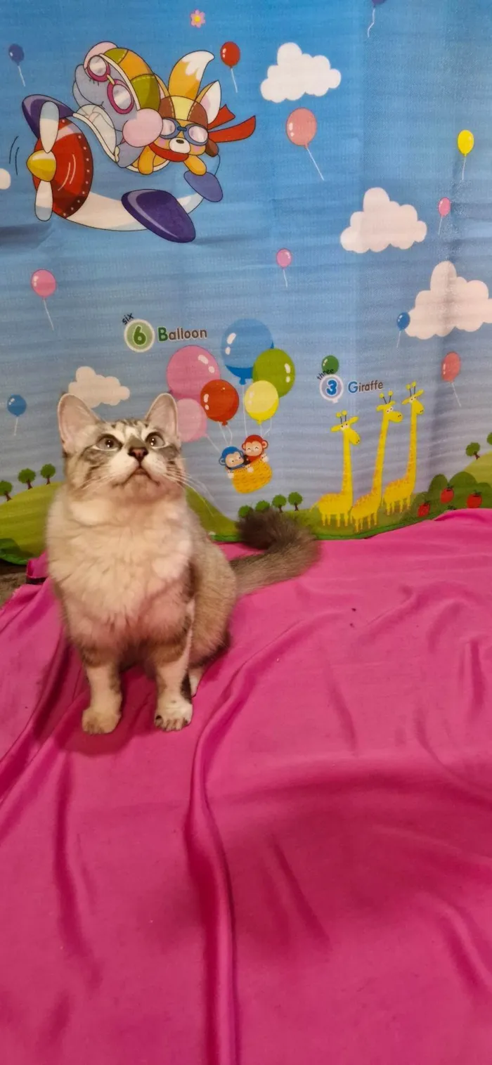 Gato ra a SRD-ViraLata idade 7 a 11 meses nome Sara