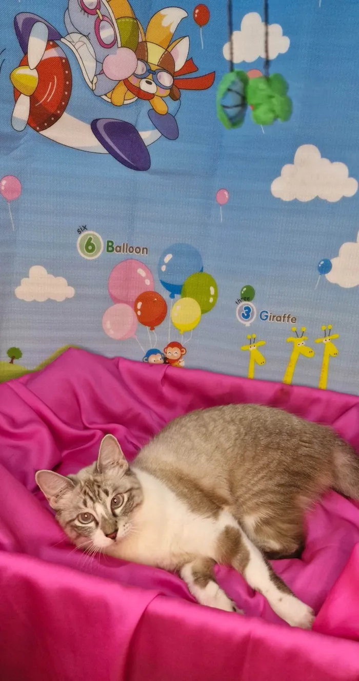 Gato ra a SRD-ViraLata idade 7 a 11 meses nome Sara
