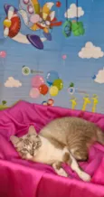 Sara