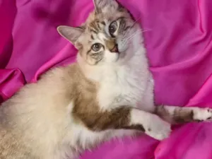 Gato raça SRD-ViraLata idade 7 a 11 meses nome Sara