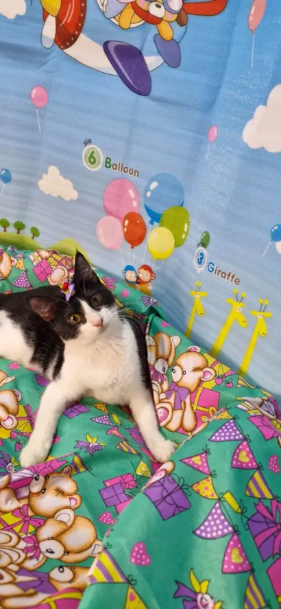 Gato raça SRD-ViraLata idade 7 a 11 meses nome Gaia