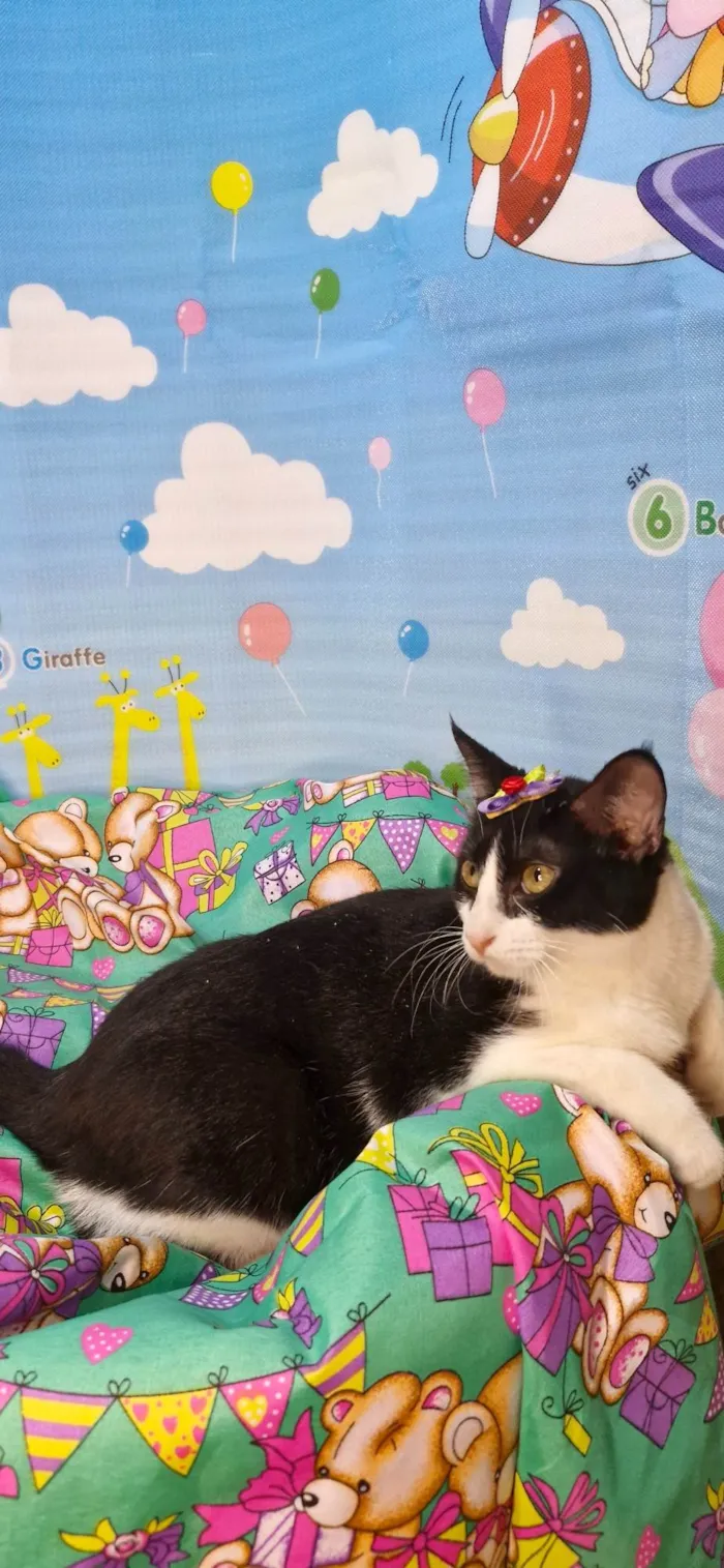 Gato ra a SRD-ViraLata idade 7 a 11 meses nome Gaia