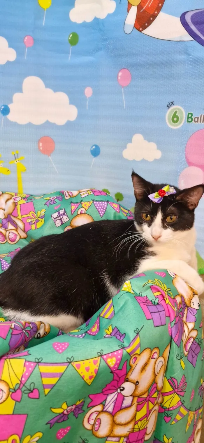 Gato ra a SRD-ViraLata idade 7 a 11 meses nome Gaia