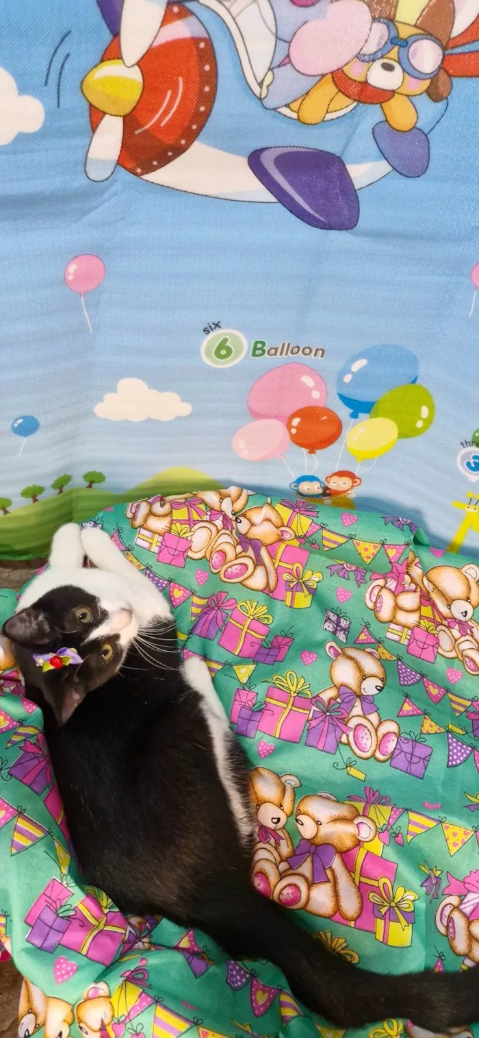 Gato ra a SRD-ViraLata idade 7 a 11 meses nome Gaia
