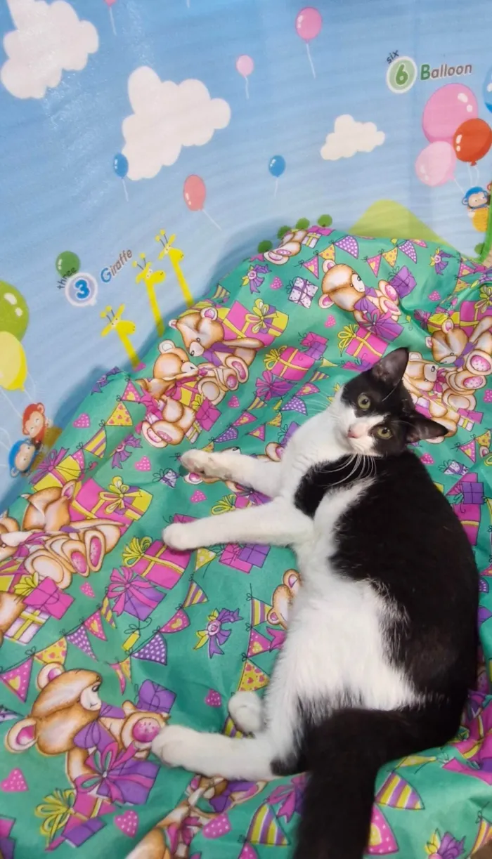 Gato ra a SRD-ViraLata idade 7 a 11 meses nome Gaia