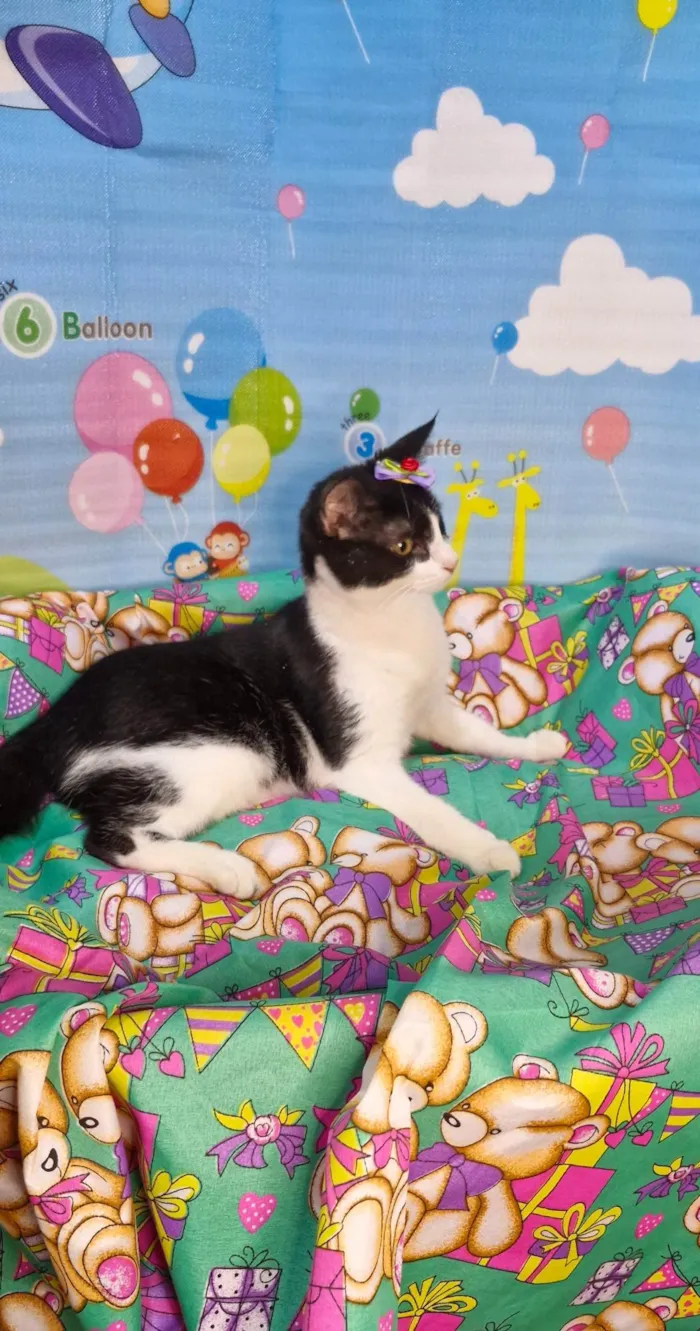 Gato ra a SRD-ViraLata idade 7 a 11 meses nome Gaia