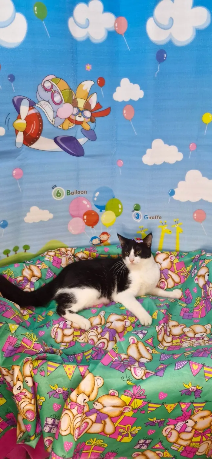 Gato ra a SRD-ViraLata idade 7 a 11 meses nome Gaia