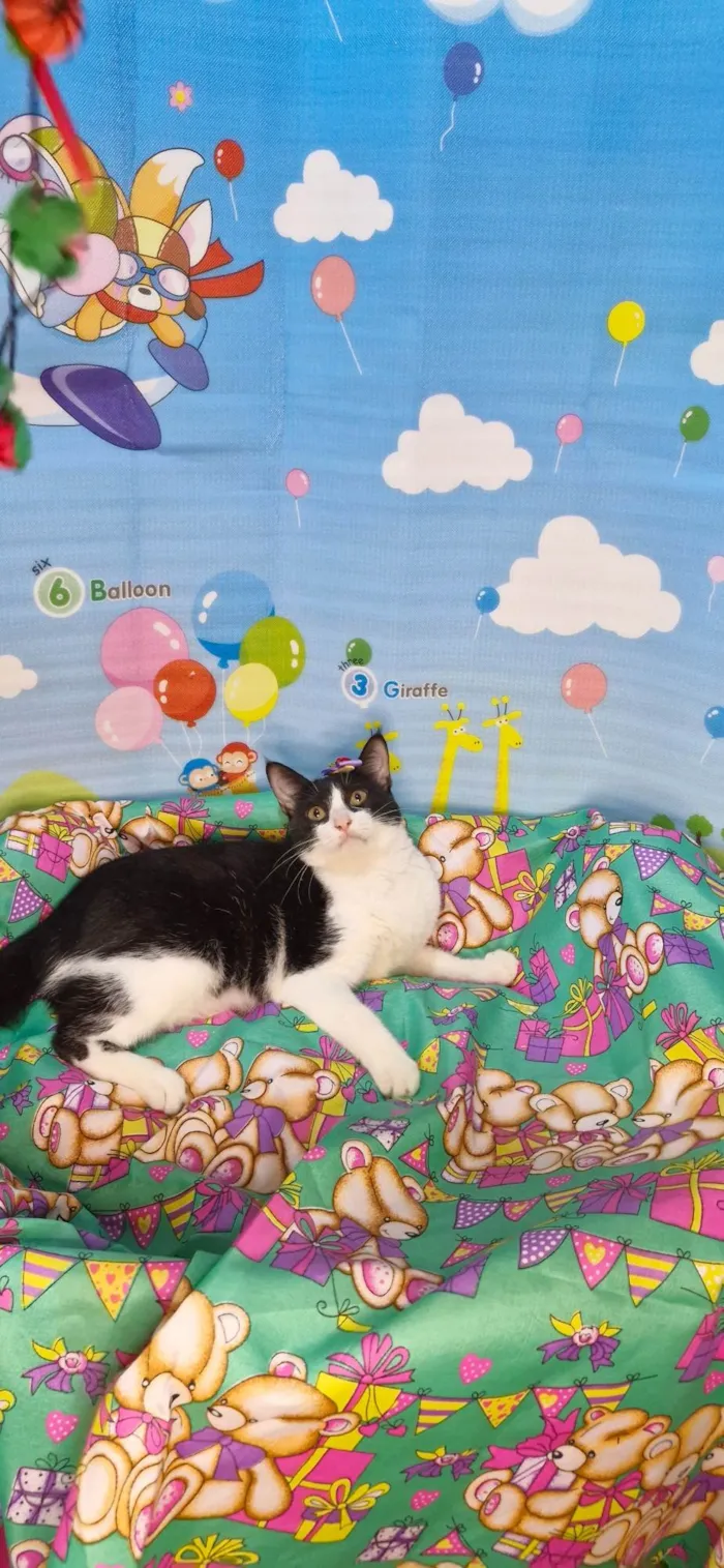 Gato ra a SRD-ViraLata idade 7 a 11 meses nome Gaia