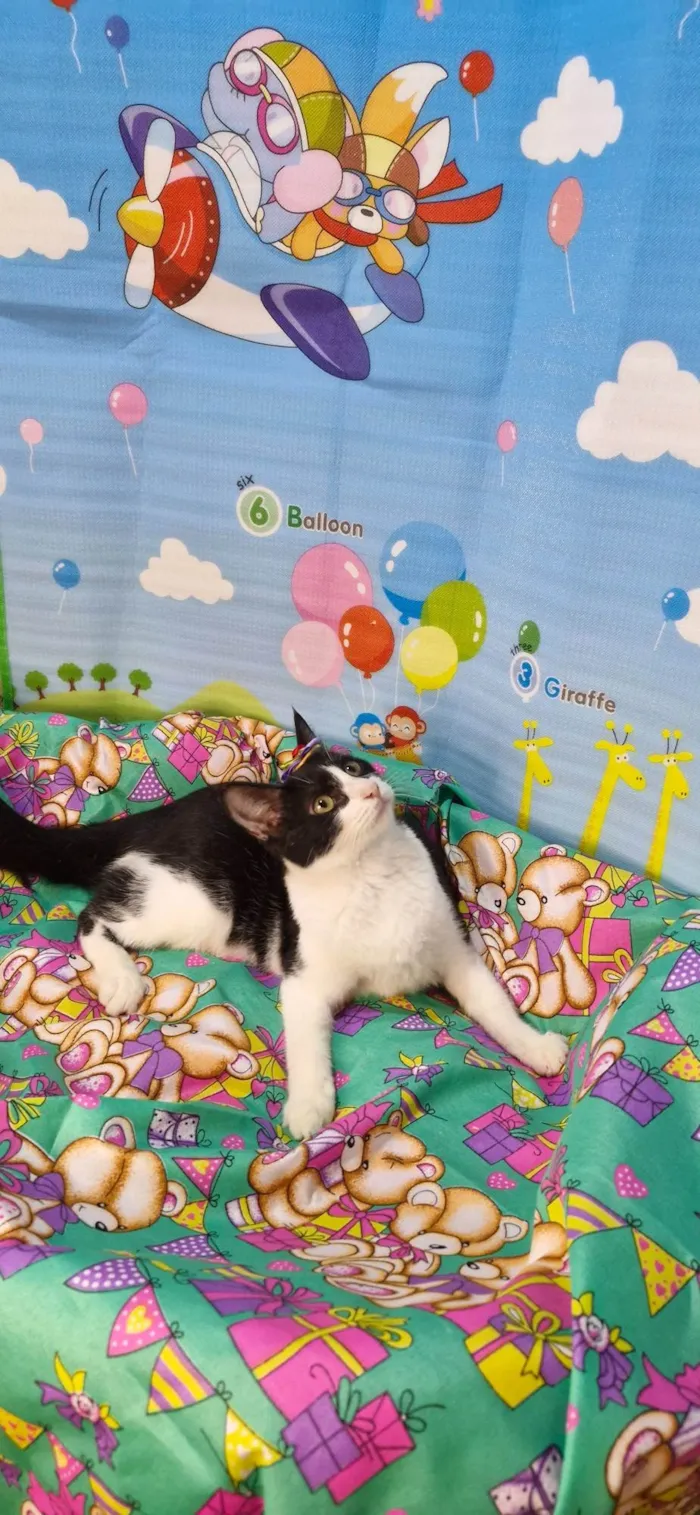 Gato ra a SRD-ViraLata idade 7 a 11 meses nome Gaia