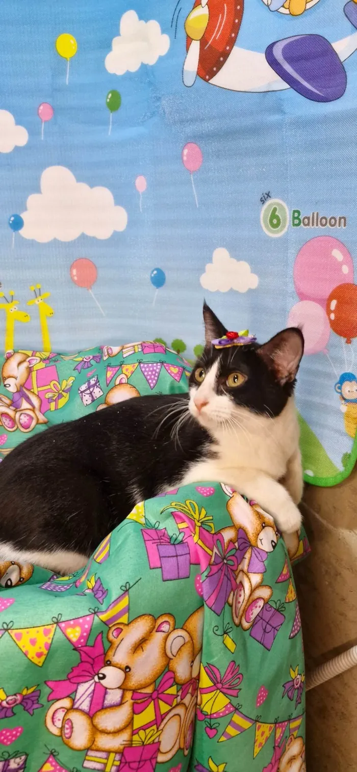 Gato ra a SRD-ViraLata idade 7 a 11 meses nome Gaia