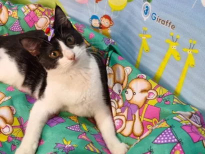 Gato raça SRD-ViraLata idade 7 a 11 meses nome Gaia