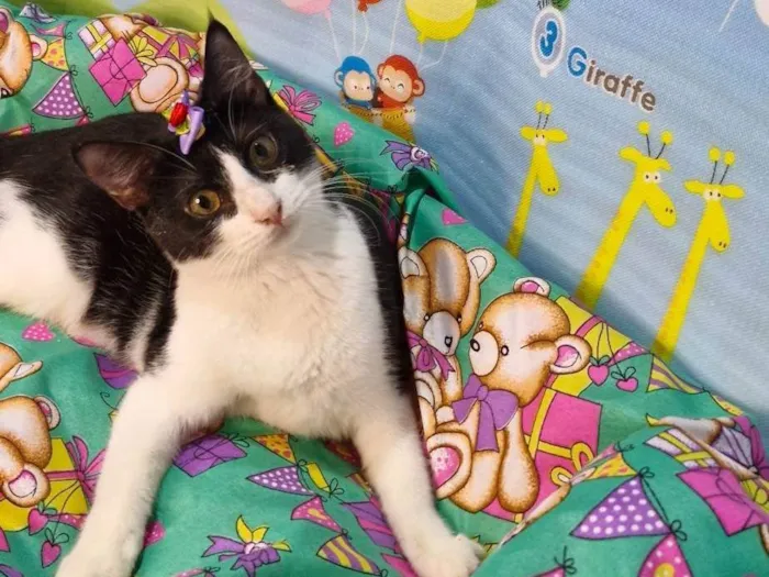 Gato ra a SRD-ViraLata idade 7 a 11 meses nome Gaia