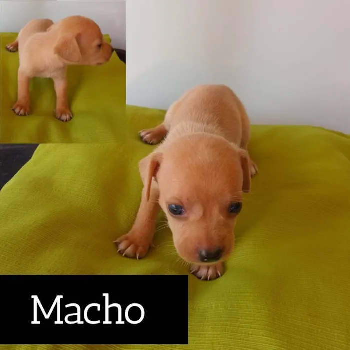 Cachorro ra a SRD-ViraLata idade Abaixo de 2 meses nome coisa fofinha