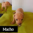 coisa fofinha