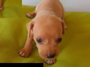 Cachorro raça SRD-ViraLata idade Abaixo de 2 meses nome coisa fofinha