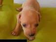 coisa fofinha